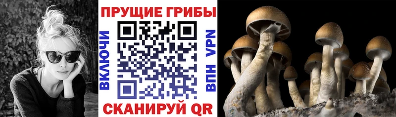 Купить  Микунь  Псилоцибиновые грибы Cubensis 